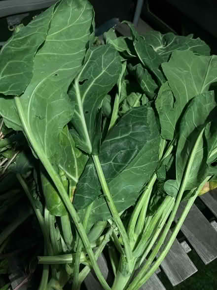 Photo of free Fresh collard greens from garden (Sunland) #1