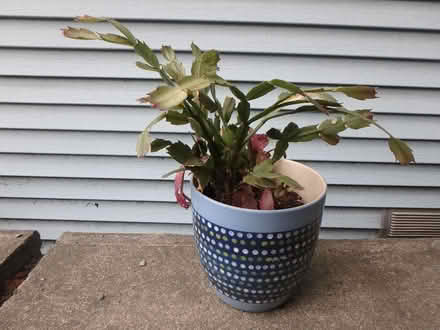 Photo of free Xmas Cactus (Interbay/Queen Anne) #1