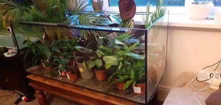 Photo of free Fish Tank (Blythe Bridge ST11) #1