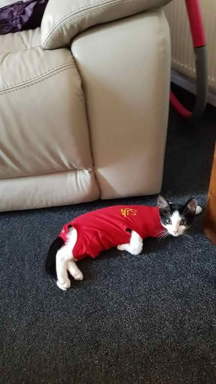 Photo of free Kitten suit for stitches protection (Kempston MK42) #2