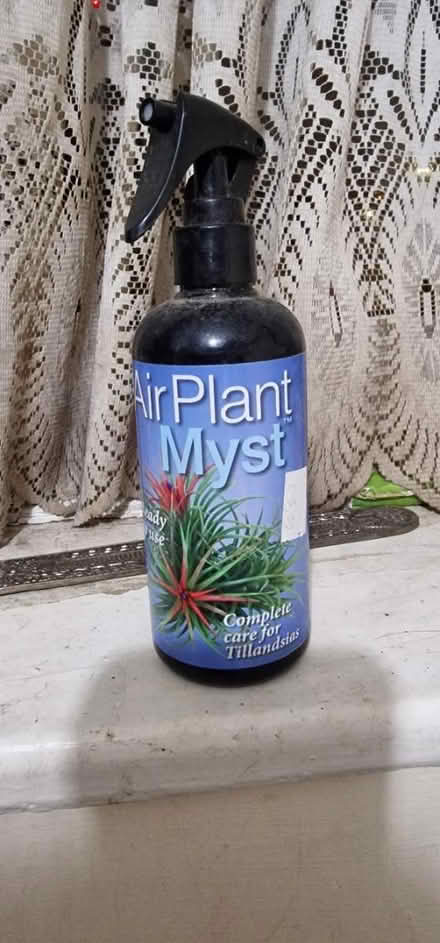Photo of free Air plant myst (E16 canning town) #1