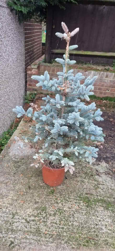 Photo of free Small tree (ME15) #2