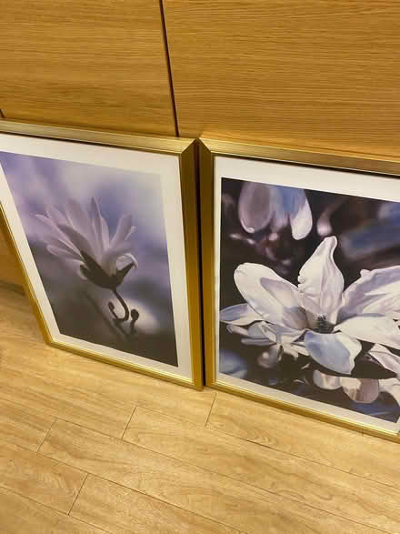 Photo of free Pair of magnolia pictures (Intake S12) #1