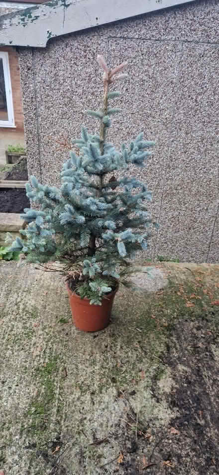 Photo of free Small tree (ME15) #1