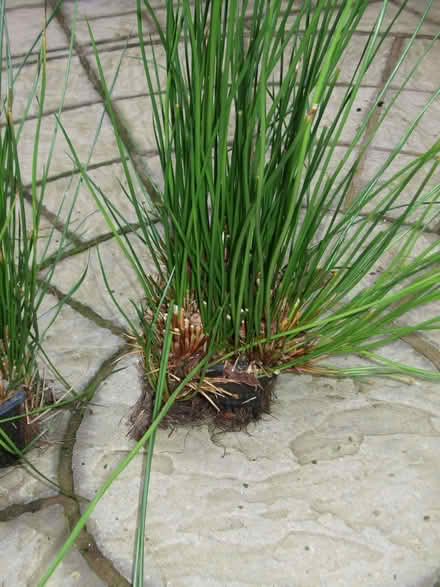Photo of free reeds (Buckley CH7) #3