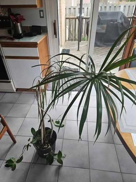 Photo of free Dracaena plant (Britannia & Winston Churchill) #1