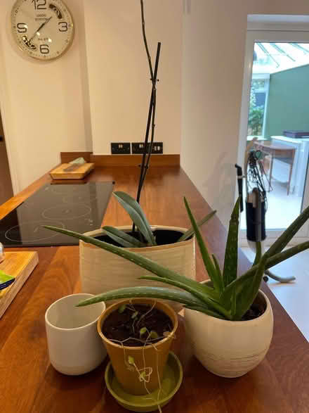 Photo of free Houseplants and pots (Cheltenham) #1