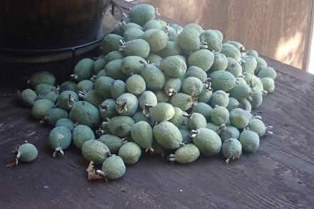 Photo of free Pineapple guavas (feijoas) (central San Rafael) #1
