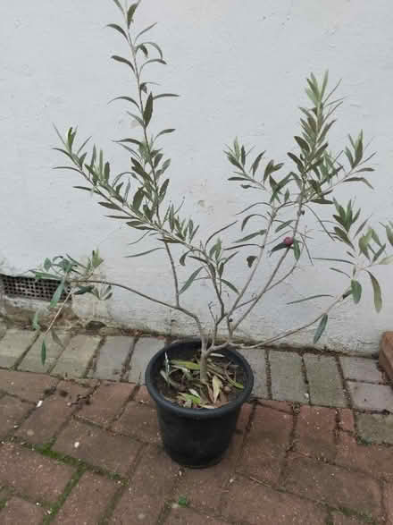 Photo of free Happy olive tree needs loving home (Near Kingsbury) #1