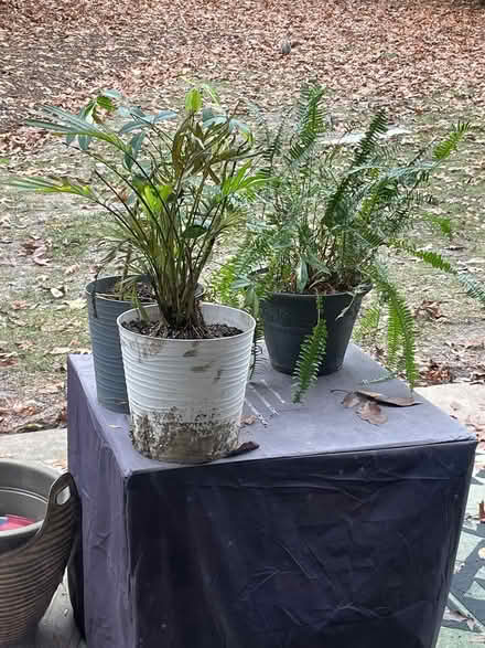 Photo of free Plants and pots (4 LAKES Village building 5820) #1