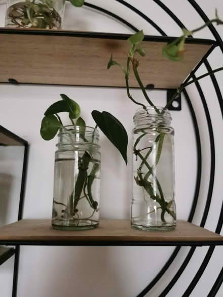 Photo of free Spice jars (South Bermondsey SE15) #2