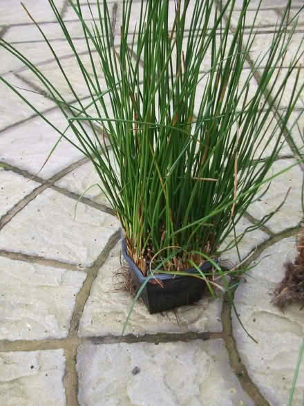 Photo of free reeds (Buckley CH7) #2