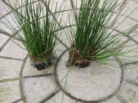 Photo of free reeds (Buckley CH7) #1