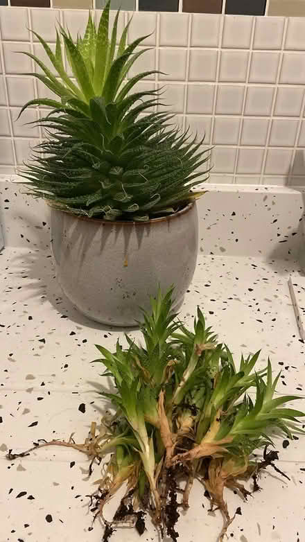 Photo of free Baby succulents (East Hanney) #1