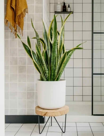 Photo of Snake plant (St. ALBANS, AL2) #1