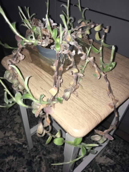 Photo of free Wandering house plant (Greenwich MV, SE10) #3