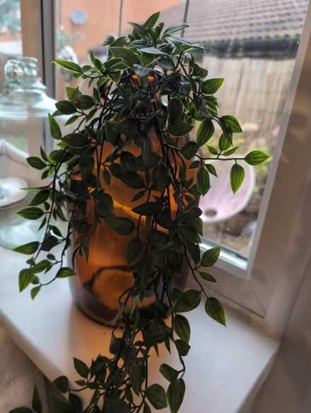 Photo of free Two demijohn's , and faux plant (Goldsworth park , Woking) #1