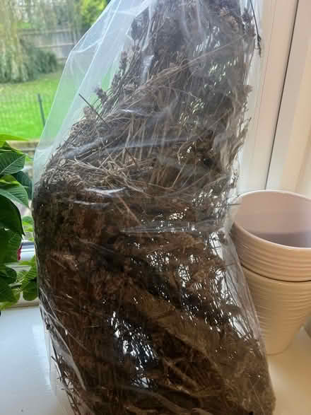 Photo of free Dry Lavender (Weston) #1