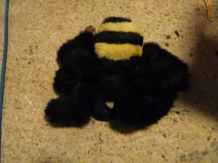 Photo of free Funky fluffy spider (Upper Weston) #1