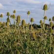 Photo of free Teasel plants (South Brent) #3