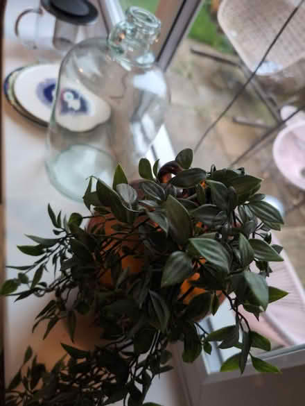 Photo of free Two demijohn's , and faux plant (Goldsworth park , Woking) #2