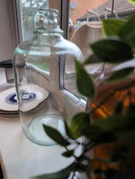 Photo of free Two demijohn's , and faux plant (Goldsworth park , Woking) #3