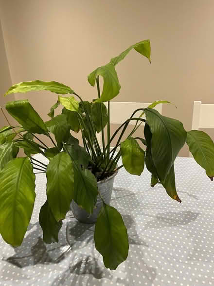 Photo of free Peace Lily plant (St Nicholas SG1) #1