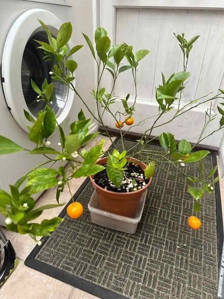 Photo of free Orange Tree (Fernhurst GU27) #1