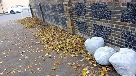 Photo of free Leaves For Composting (CT11) #1