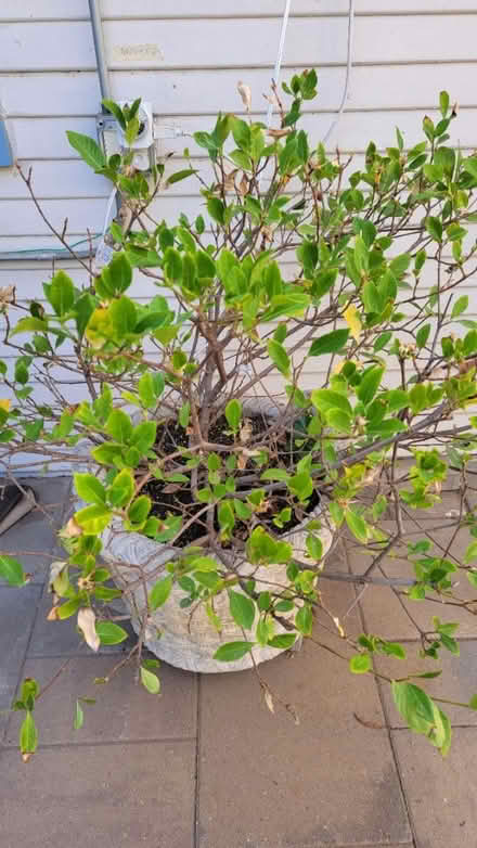 Photo of free Plant with Planter (Sunnyvale (Sunnyvale (near CalTrain)) #1