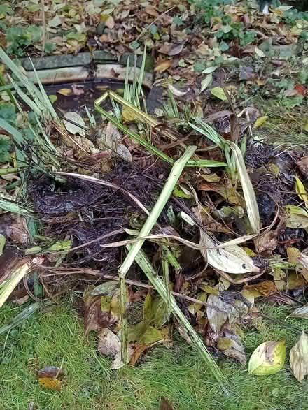 Photo of free Pond plant rhizomes (Hertford SG13) #1