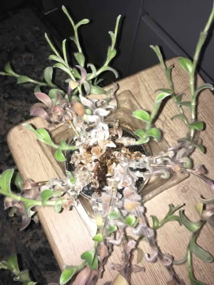 Photo of free Wandering house plant (Greenwich MV, SE10) #2