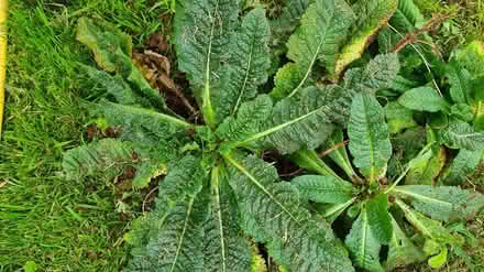Photo of free Teasel plants (South Brent) #1