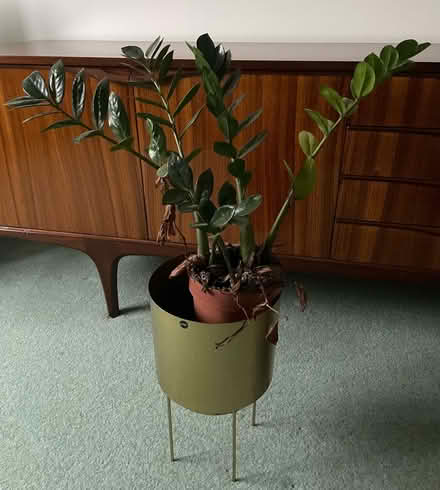 Photo of free Plant and plant stand (North Shields NE29) #1
