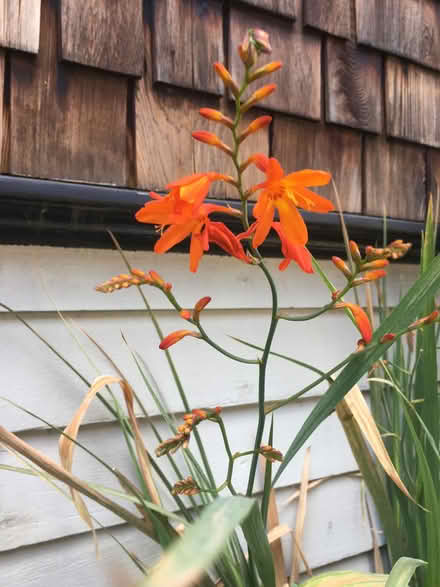 Photo of free Flower Bulbs, Crocosmia (Oakland) #1