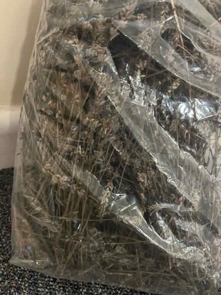 Photo of free Dry Lavender (Weston) #2