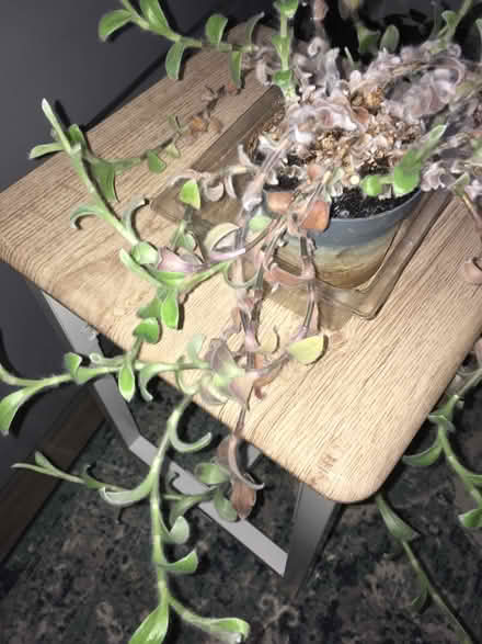 Photo of free Wandering house plant (Greenwich MV, SE10) #1