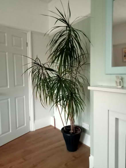 Photo of free Plant (Seaside BN22) #1