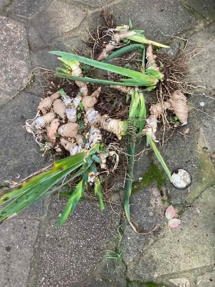 Photo of free White iris plants (Hitchin SG4) #1
