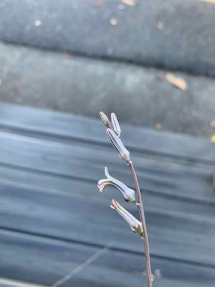 Photo of free Healthy succulents (High st and brookdale ave.) #2