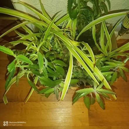 Photo of free Houseplants (CH48) (Wirral) #2