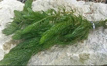 Photo of Oxygenating pond weed (Hollingdean) #1