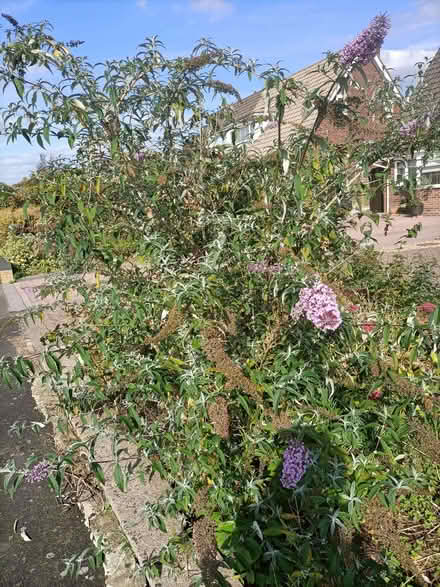 Photo of free Shrubs (Waterlooville PO8) #3