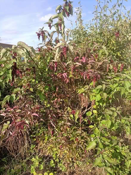 Photo of free Shrubs (Waterlooville PO8) #1