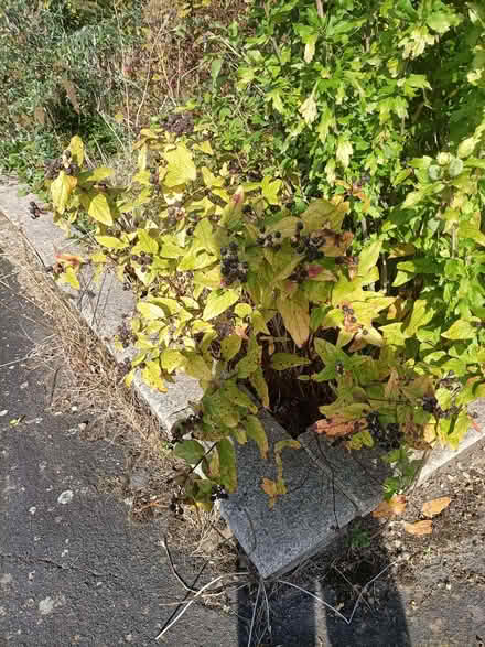 Photo of free Shrubs (Waterlooville PO8) #2