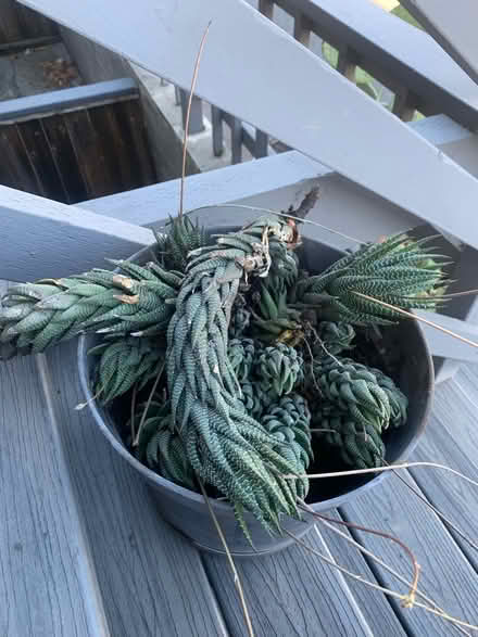 Photo of free Healthy succulents (High st and brookdale ave.) #1