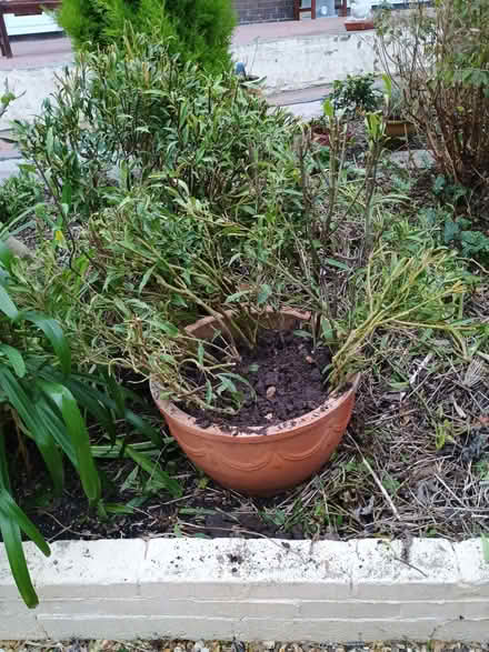 Photo of free Willow type perenial evergreen shrub (Prestatyn LL19) #1