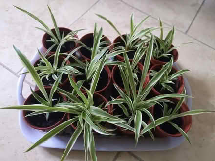 Photo of free spider plants (Petersfield GU32) #1