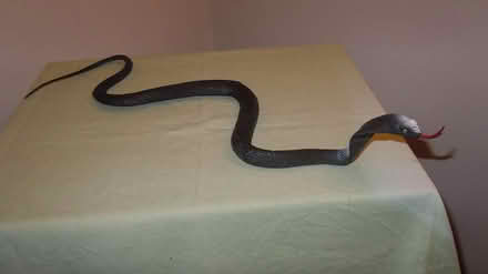 Photo of free Plastic Toy Snake (langport) #1