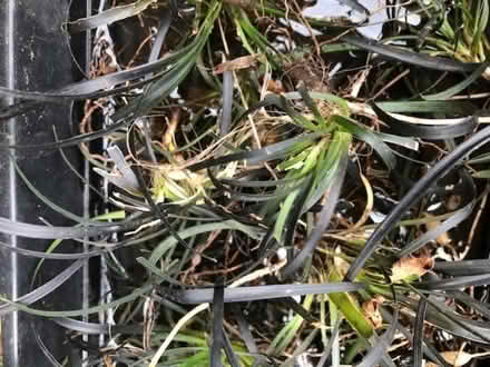 Photo of free Ophiopogon - final lot (Lewes BN7) #1